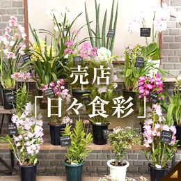 売店「日々食彩」